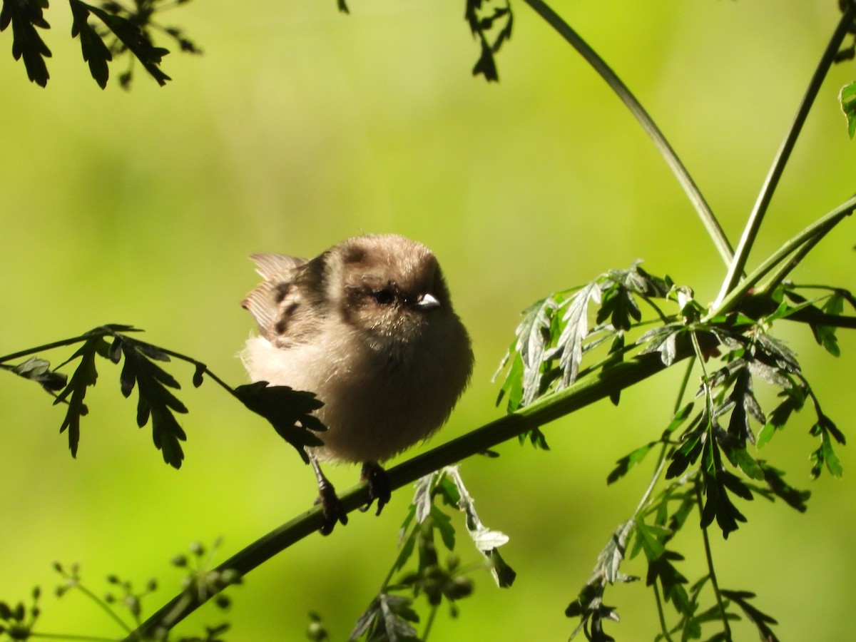 Bushtit (Pacific) - ML621944223
