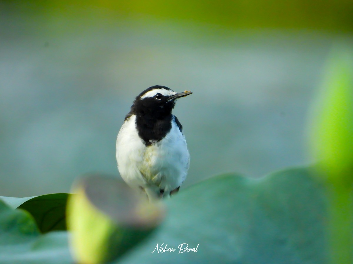 White-browed Wagtail - ML621944249