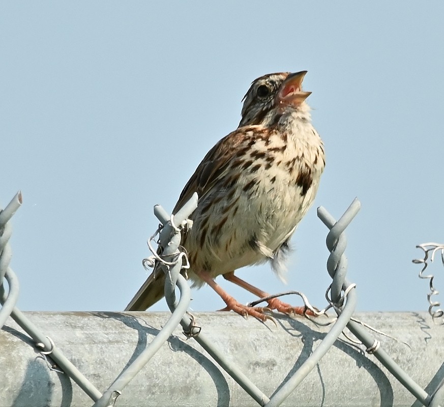 Song Sparrow - ML621944251