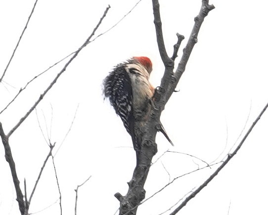 Red-bellied Woodpecker - ML621944349