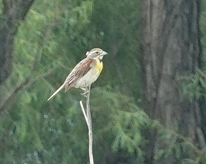 Dickcissel d'Amérique - ML621944369