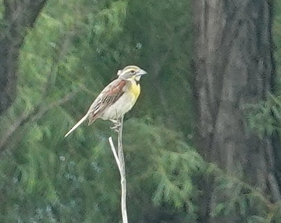 Dickcissel - ML621944369