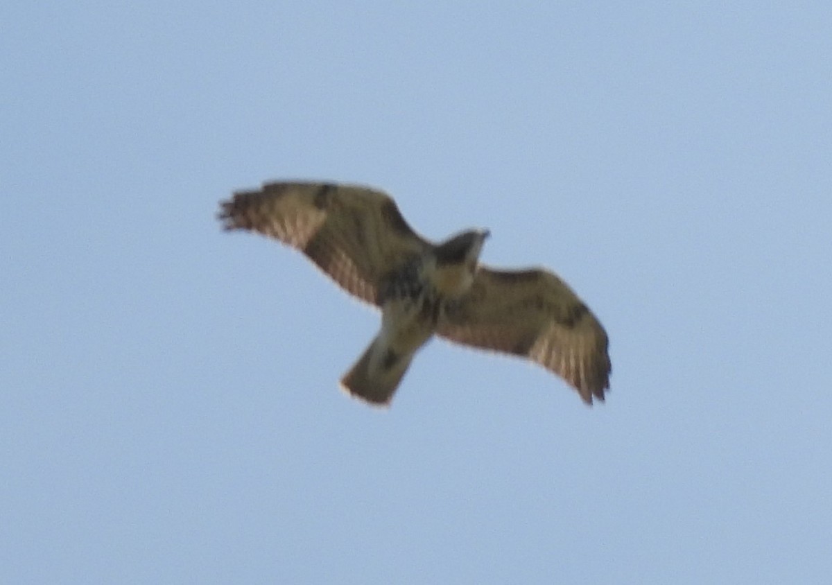 Red-tailed Hawk - ML621944443