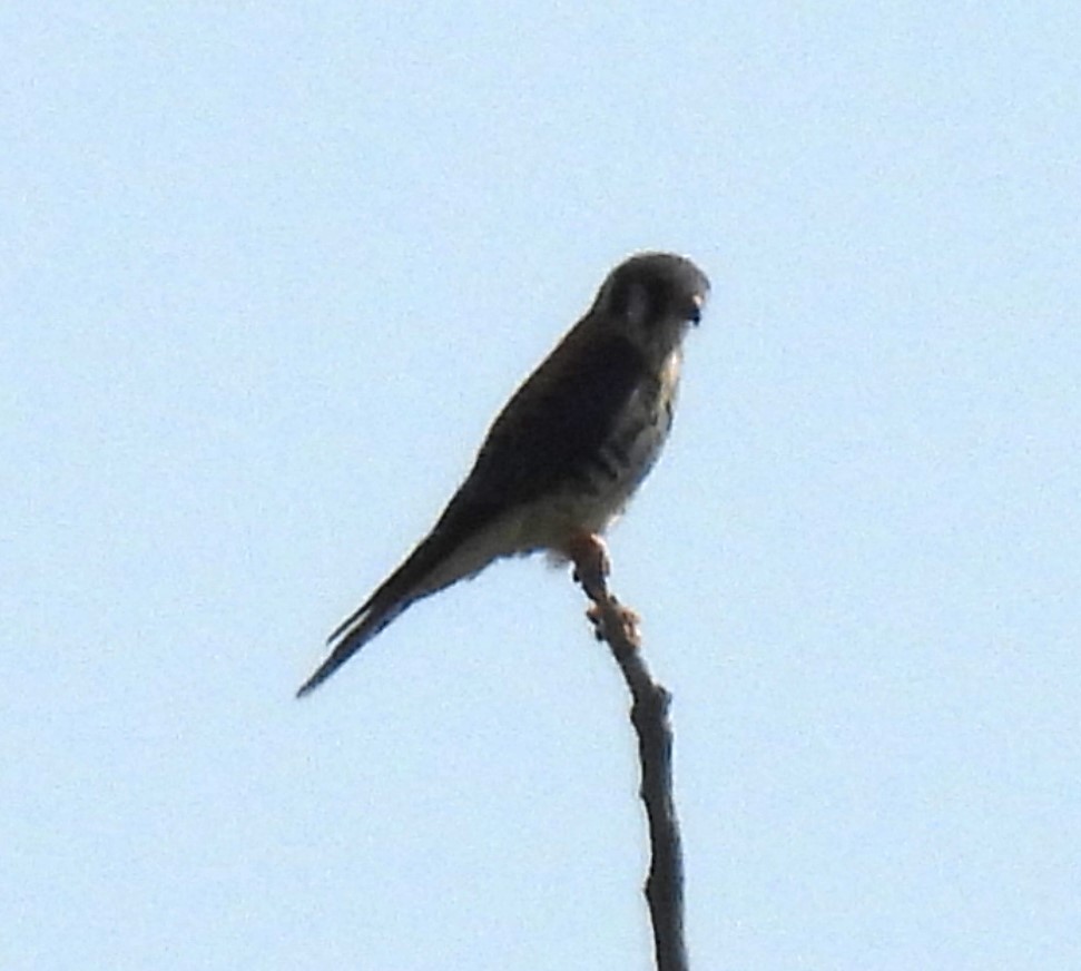 American Kestrel - ML621944456