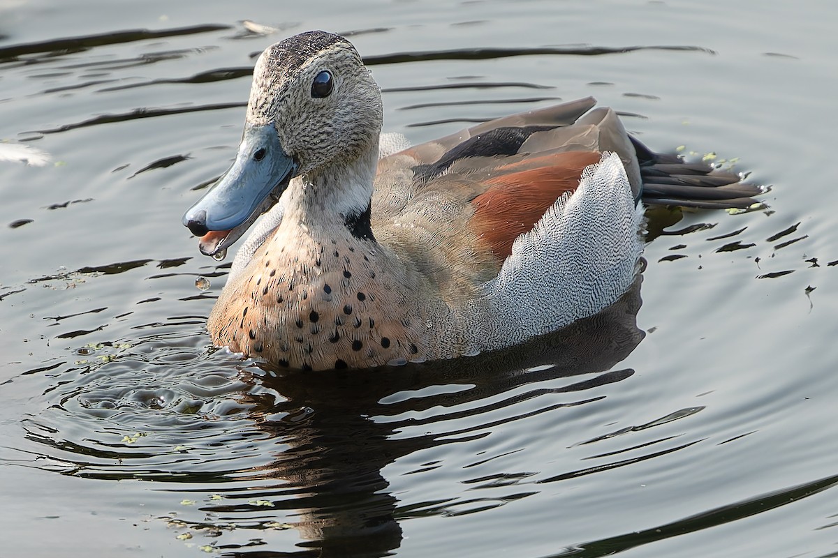 Ringed Teal - ML621944503