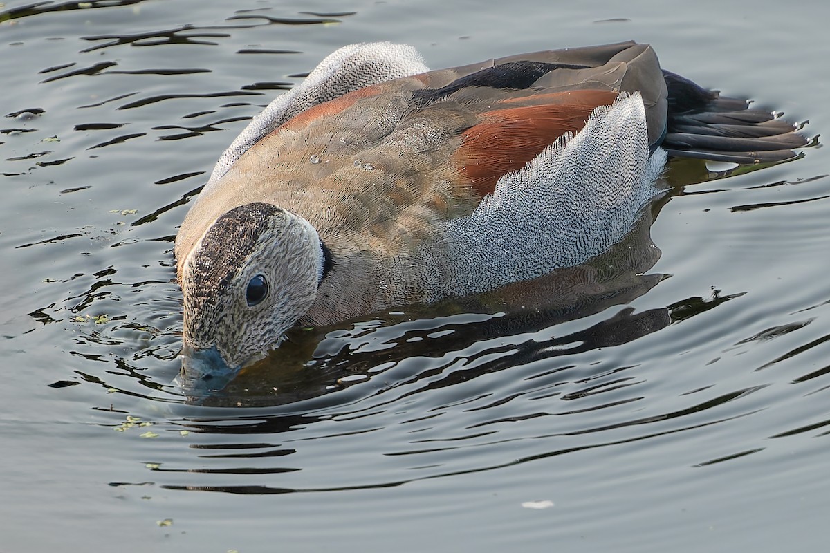 Ringed Teal - ML621944504