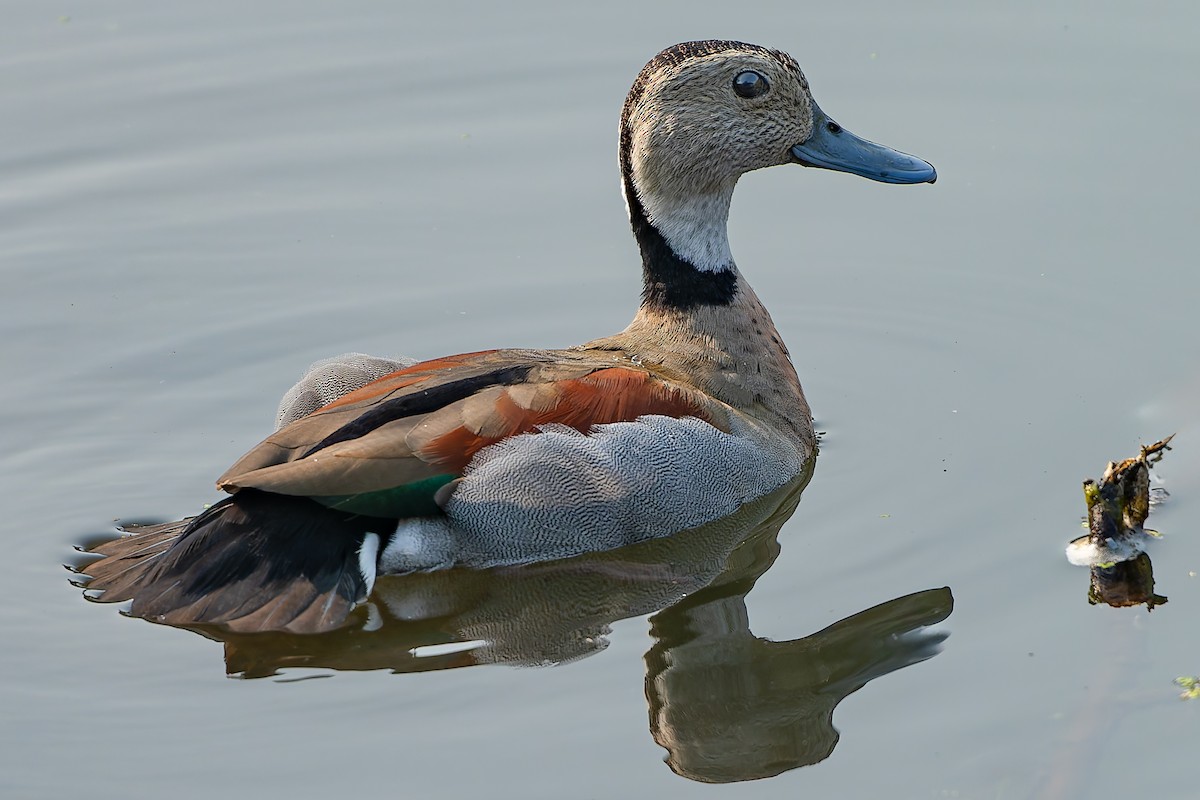 Ringed Teal - ML621944505