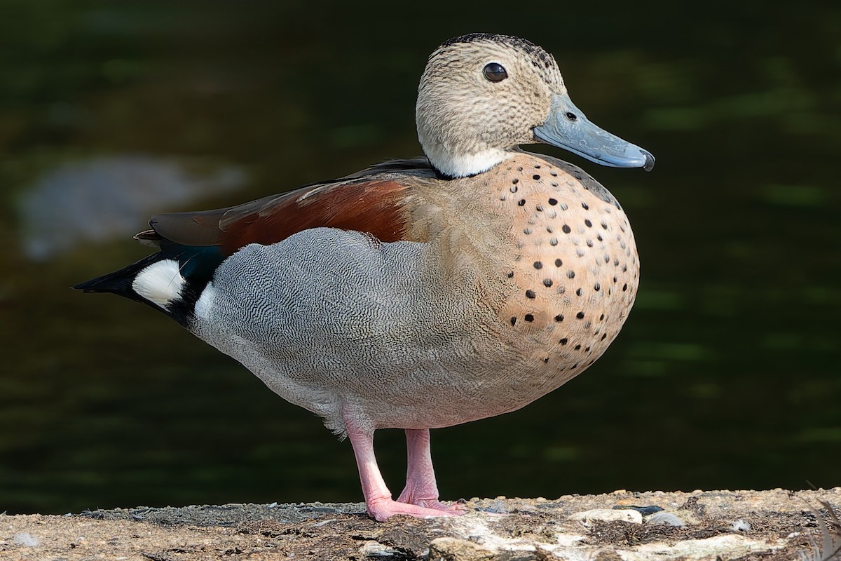 Ringed Teal - Grant Price