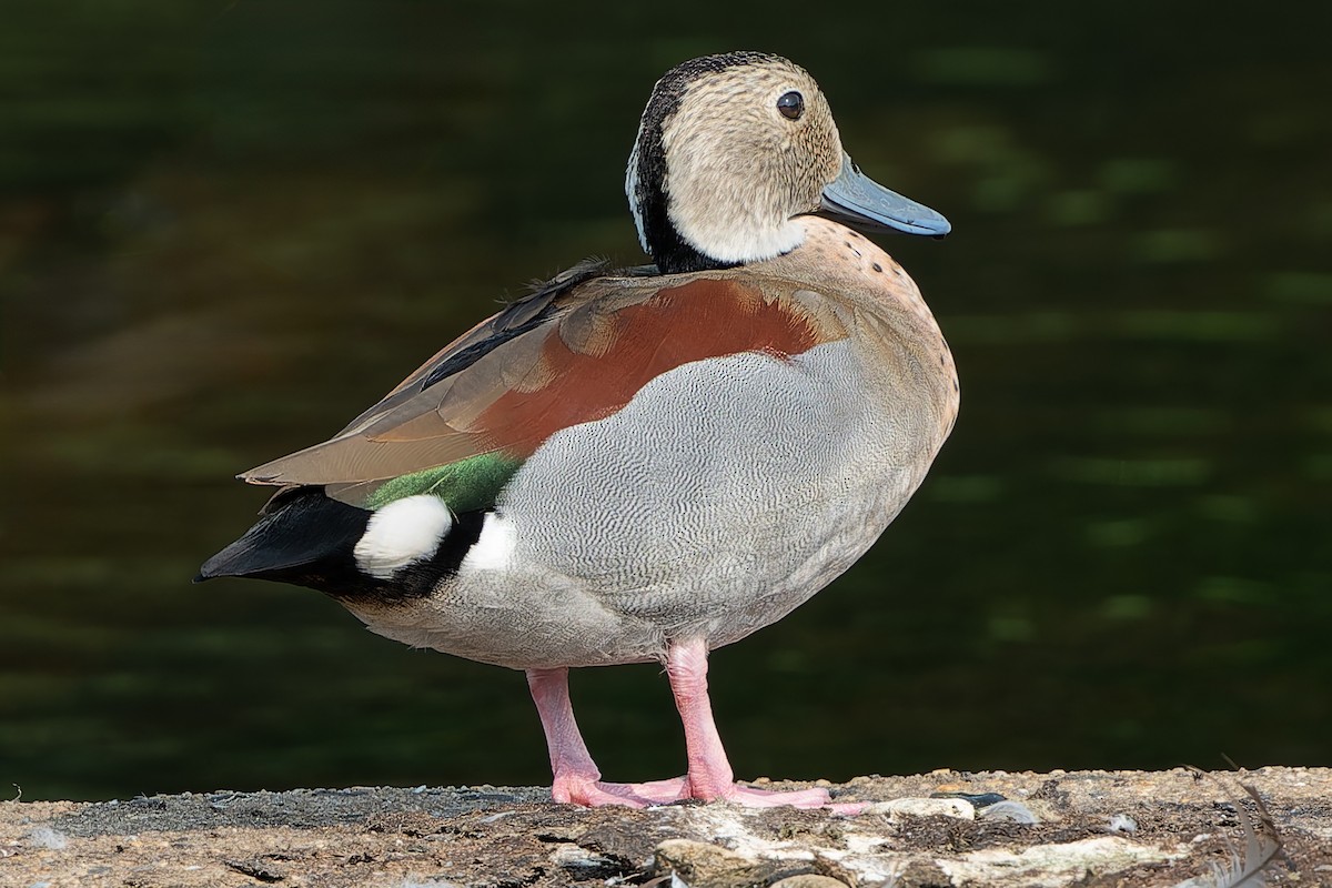 Ringed Teal - ML621944507