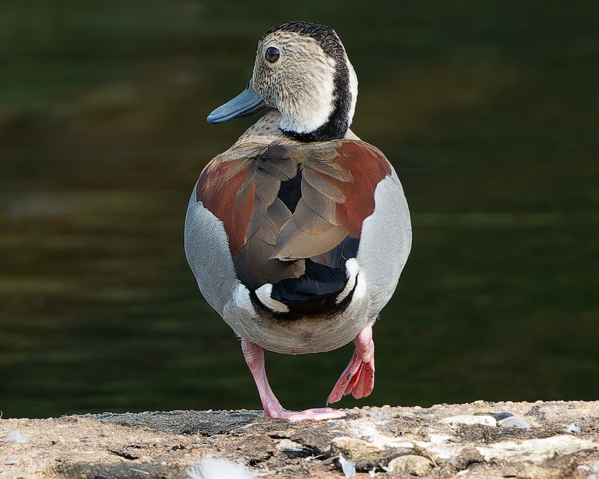 Ringed Teal - ML621944508