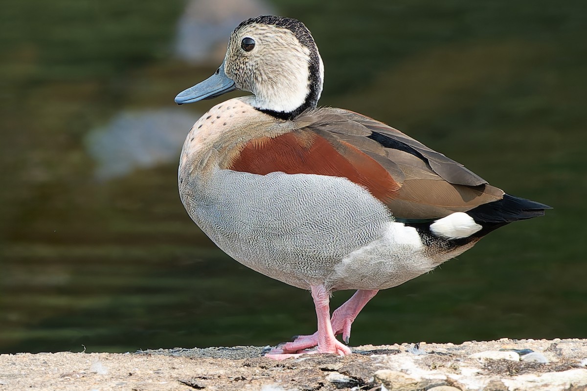 Ringed Teal - ML621944509