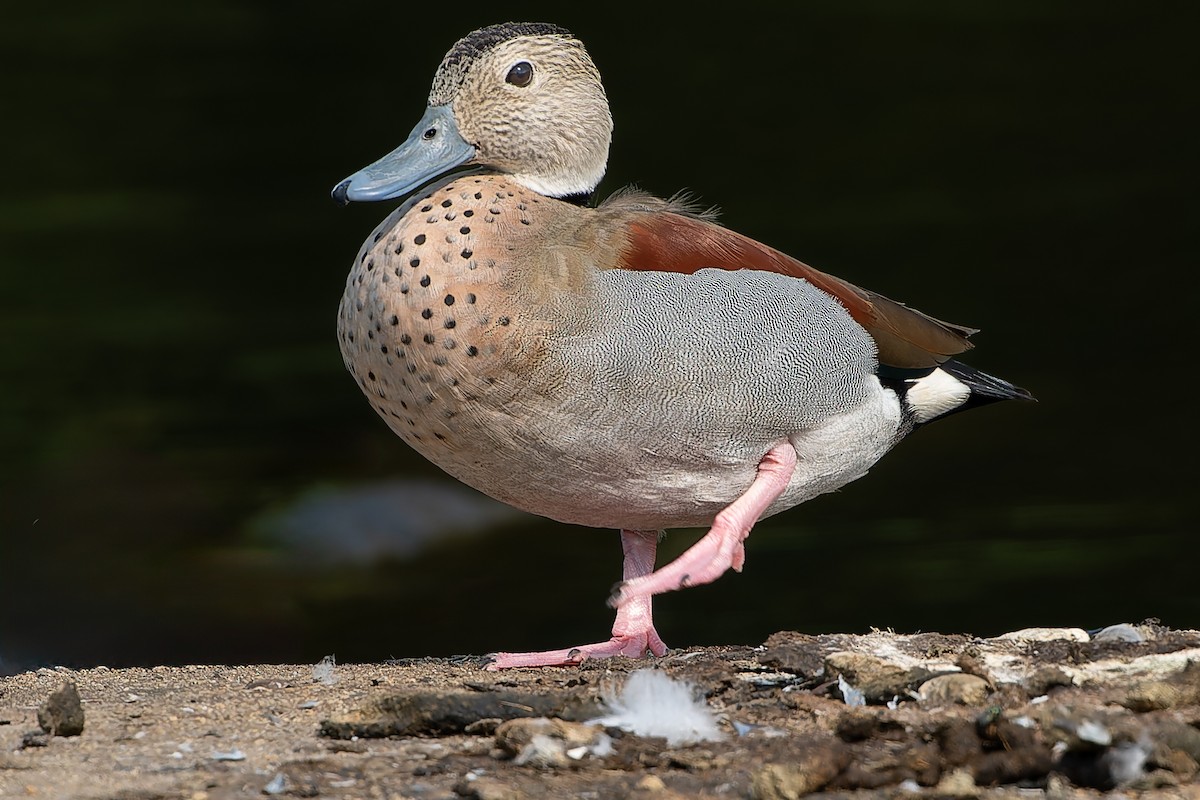 Ringed Teal - ML621944511