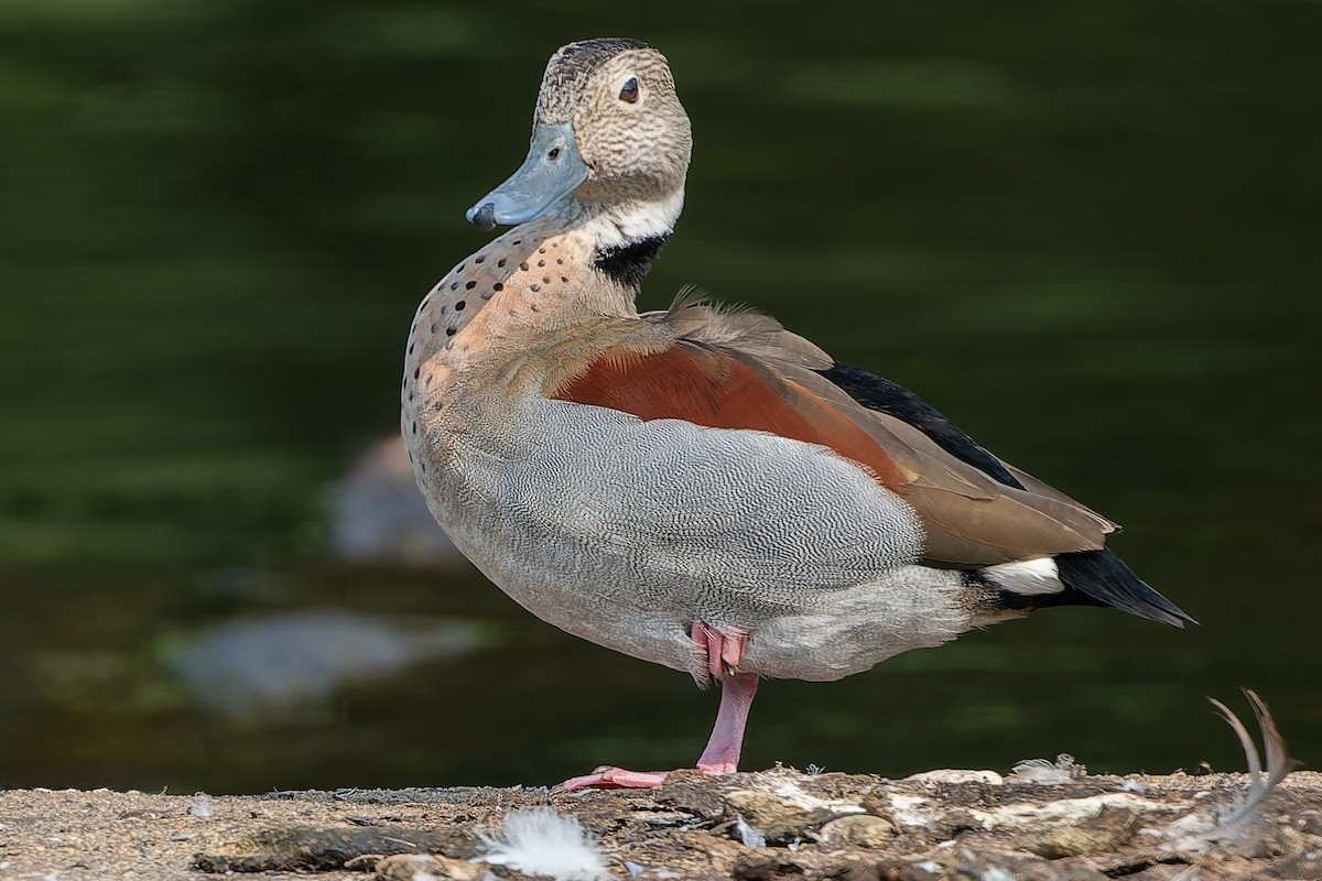 Ringed Teal - ML621944513