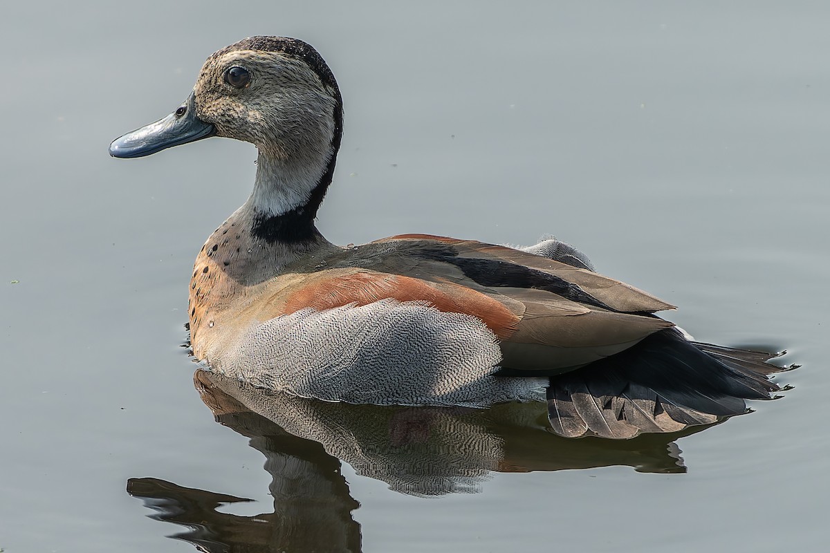 Ringed Teal - ML621944514