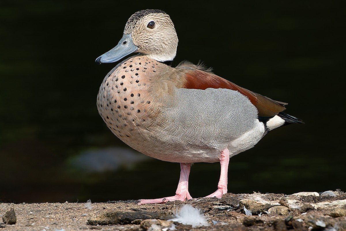 Ringed Teal - ML621944515