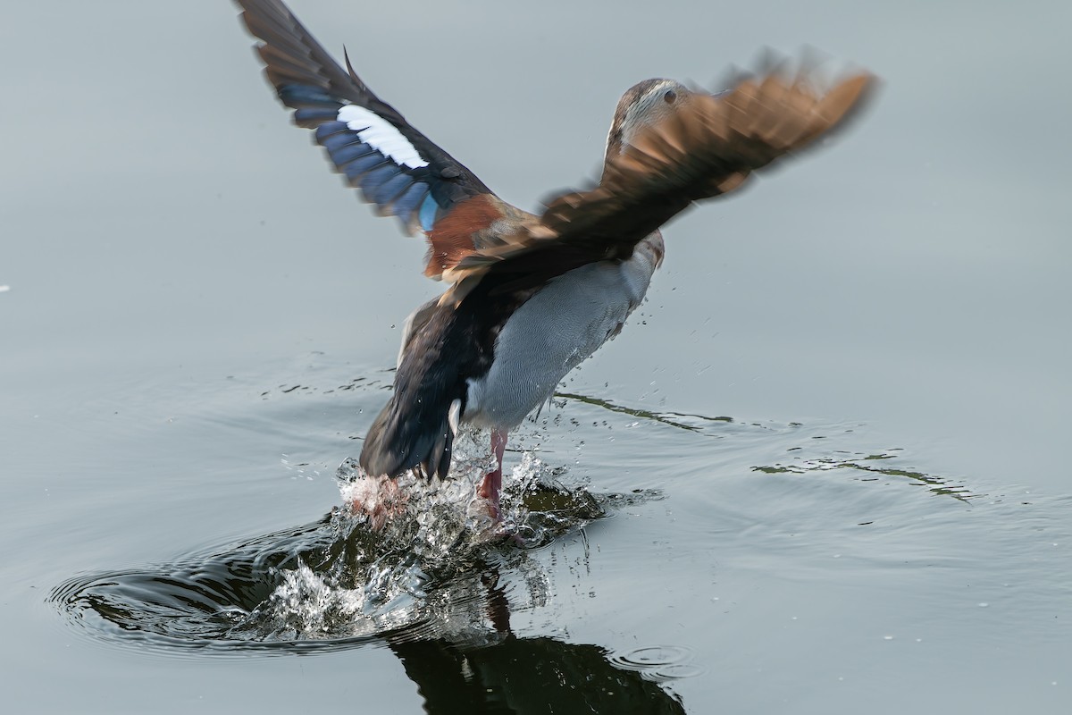 Ringed Teal - ML621944516