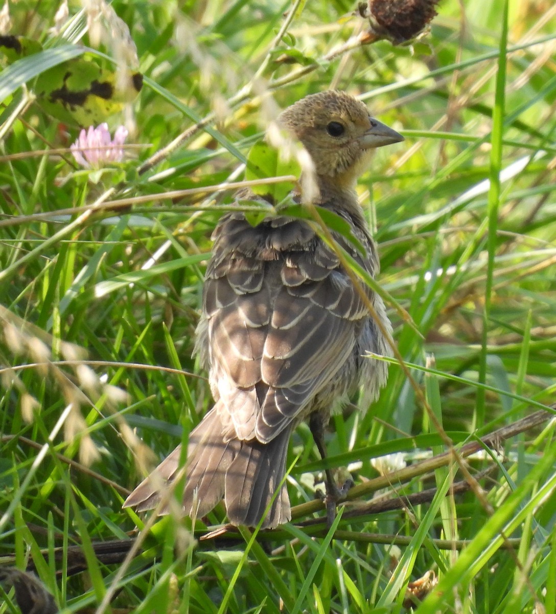 Brown-headed Cowbird - ML621944523