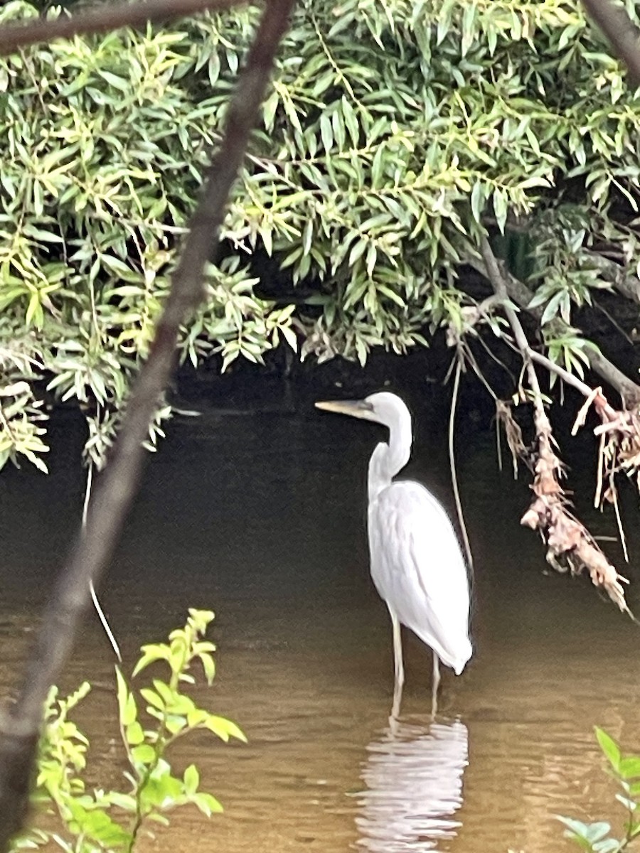 Great Blue Heron (Great White) - ML621944524