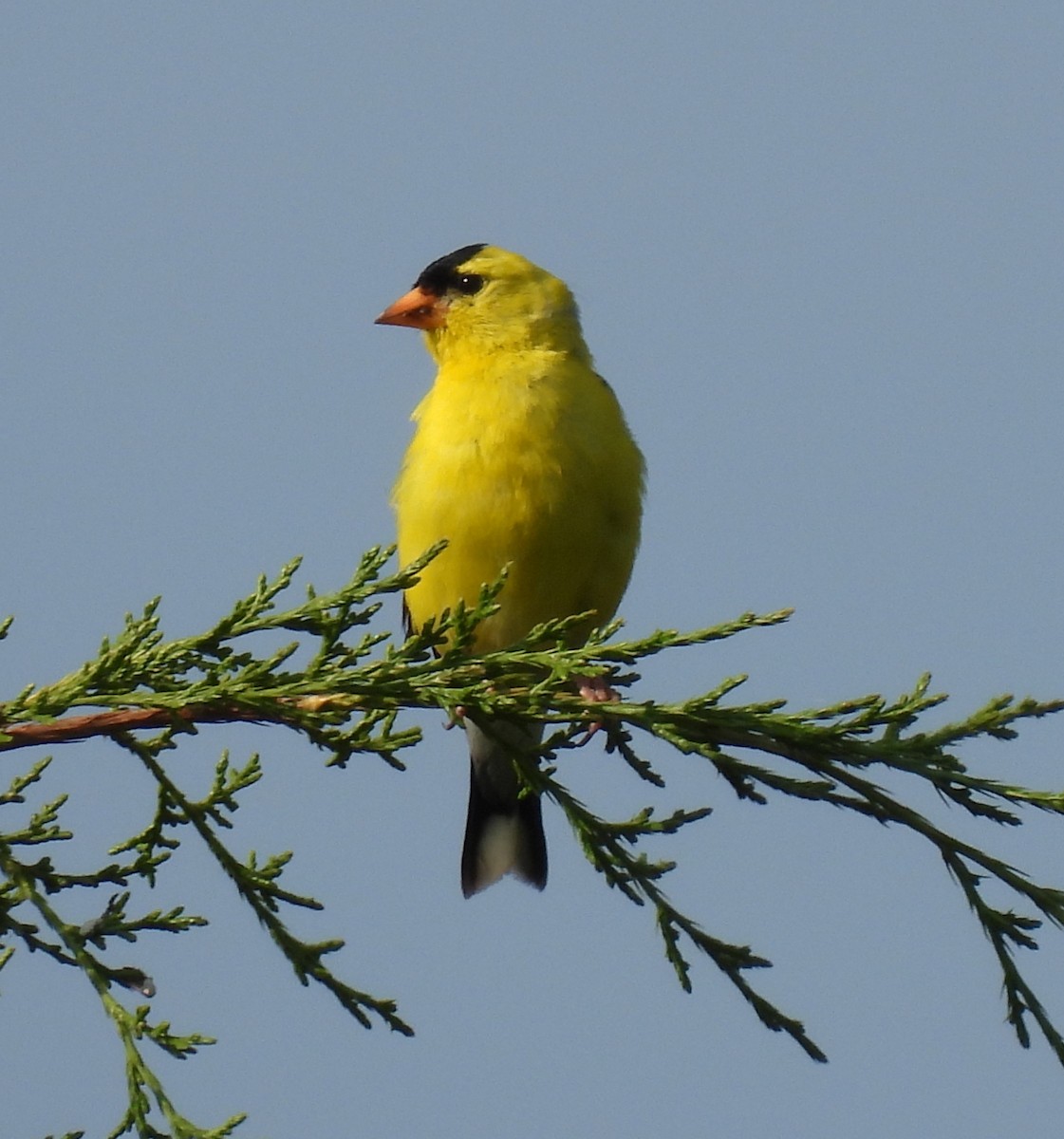 American Goldfinch - ML621944550