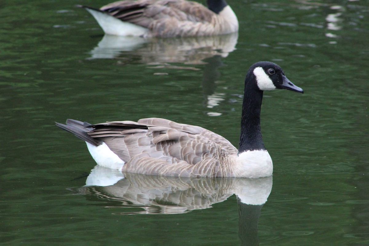 Canada Goose - ML621944619