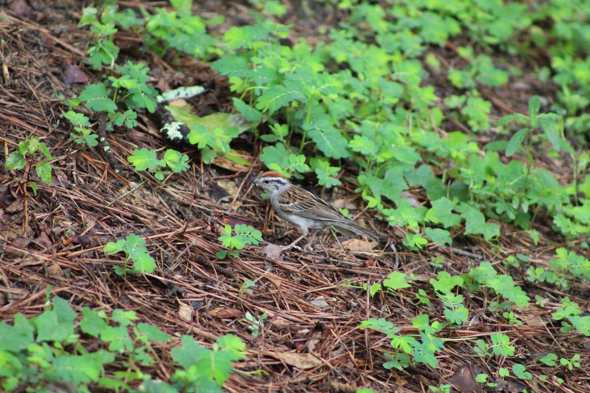 Chipping Sparrow - ML621944666