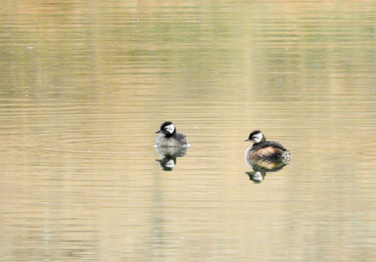 White-tufted Grebe - ML62194481