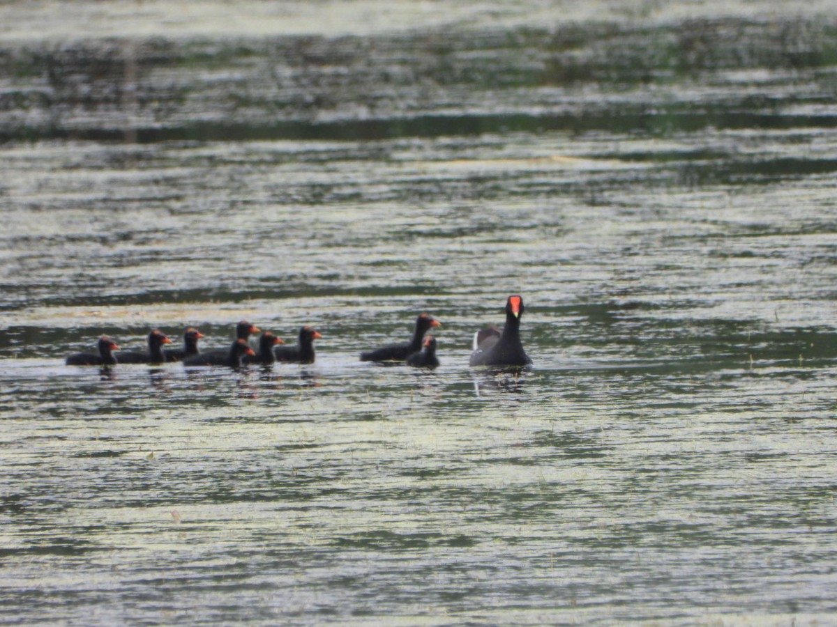 Common Gallinule - ML621944818