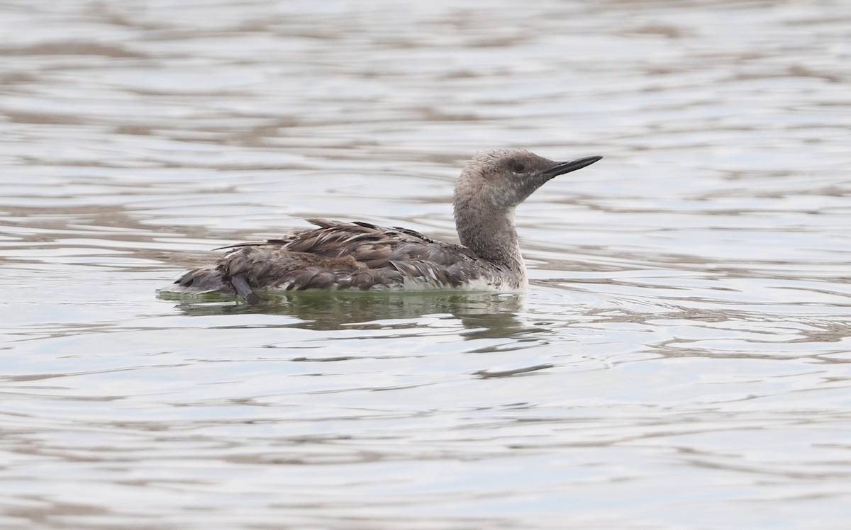 Red-throated Loon - ML621944833