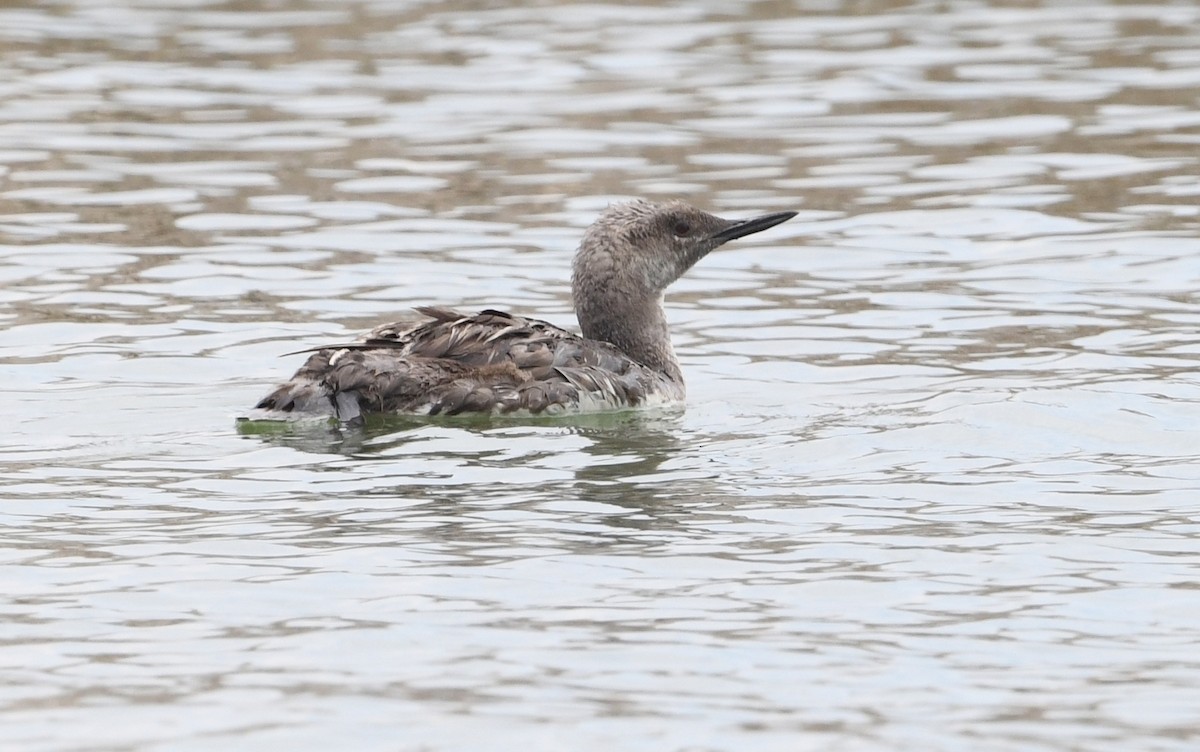 Red-throated Loon - ML621944847