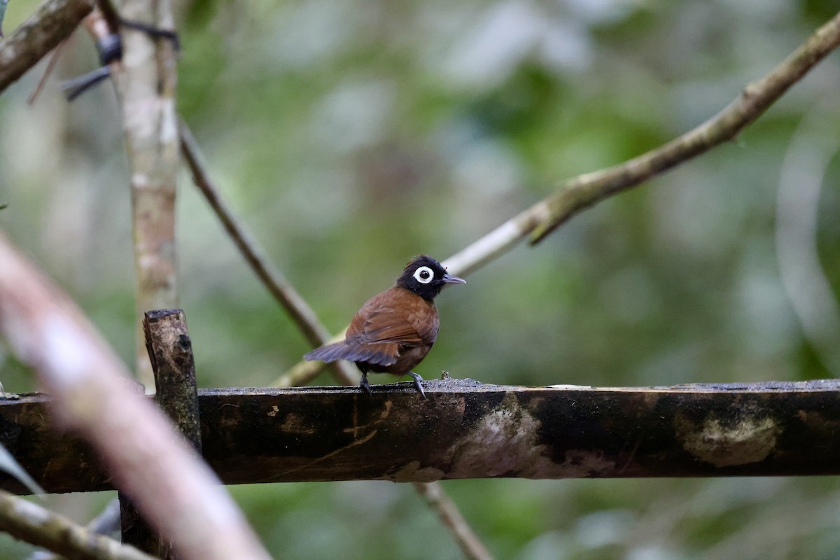 Bare-eyed Antbird - ML621944914