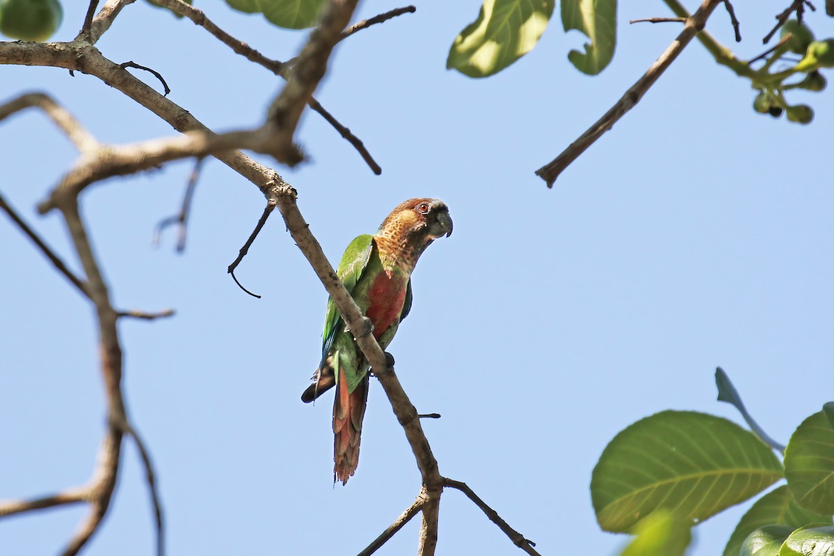 Santarem Parakeet - ML621944923