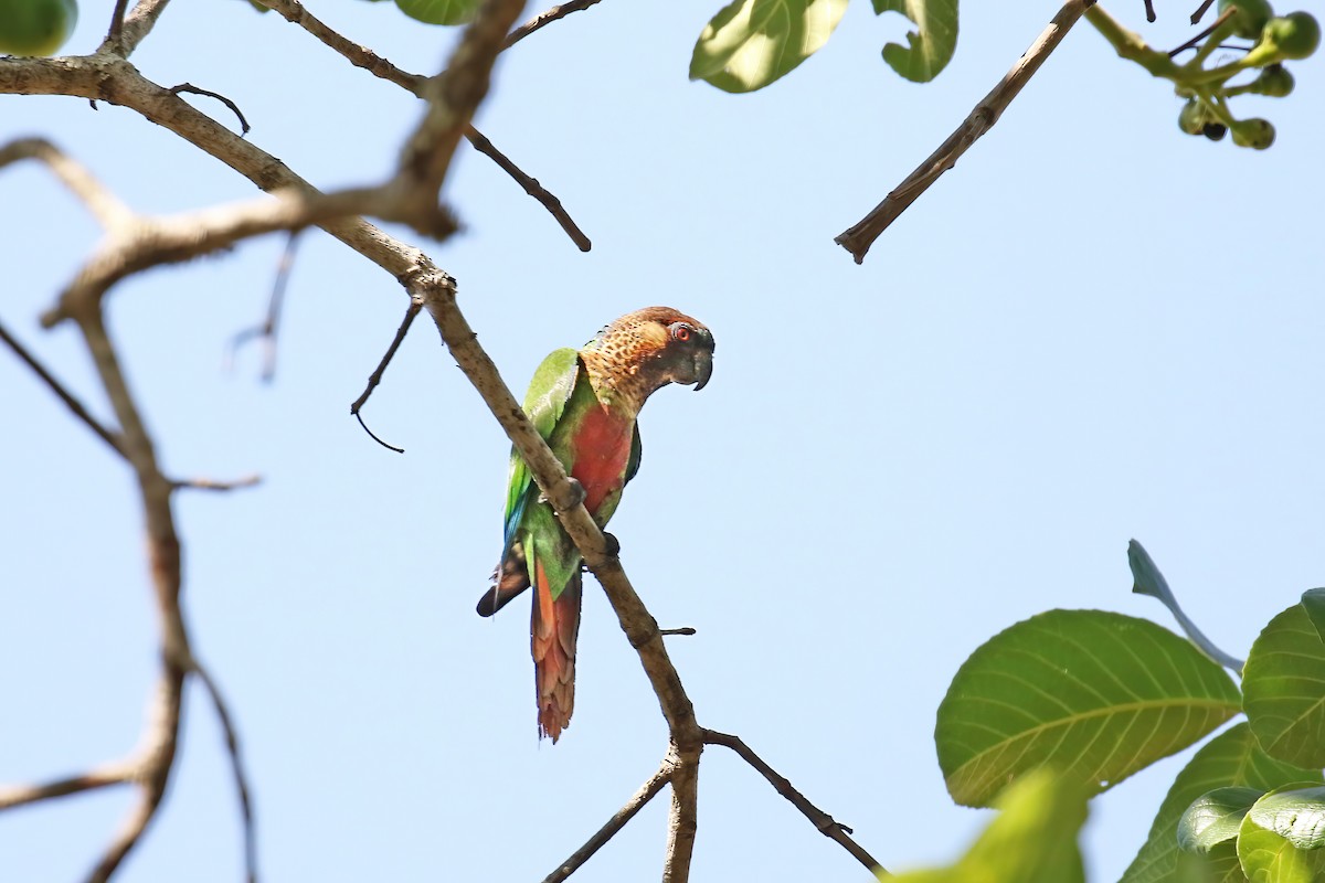 Santarem Parakeet - ML621944924