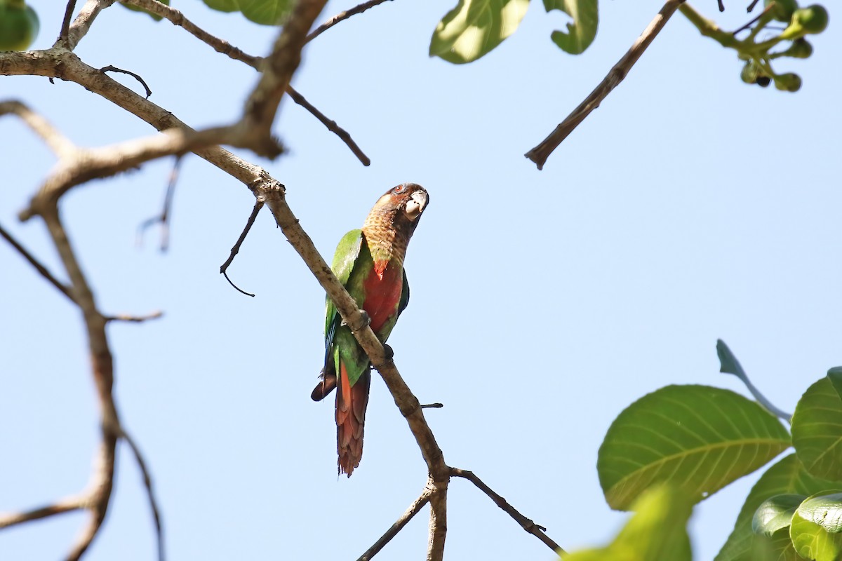 Santarem Parakeet - ML621944925