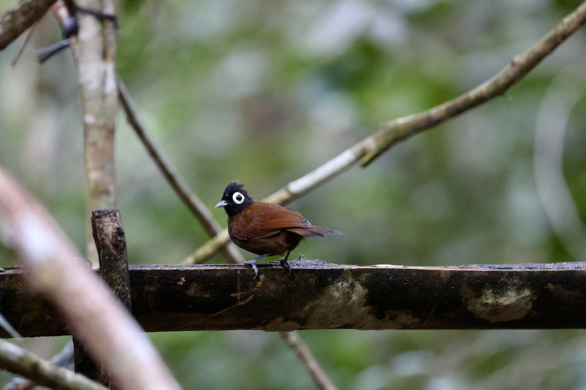 Bare-eyed Antbird - ML621944929