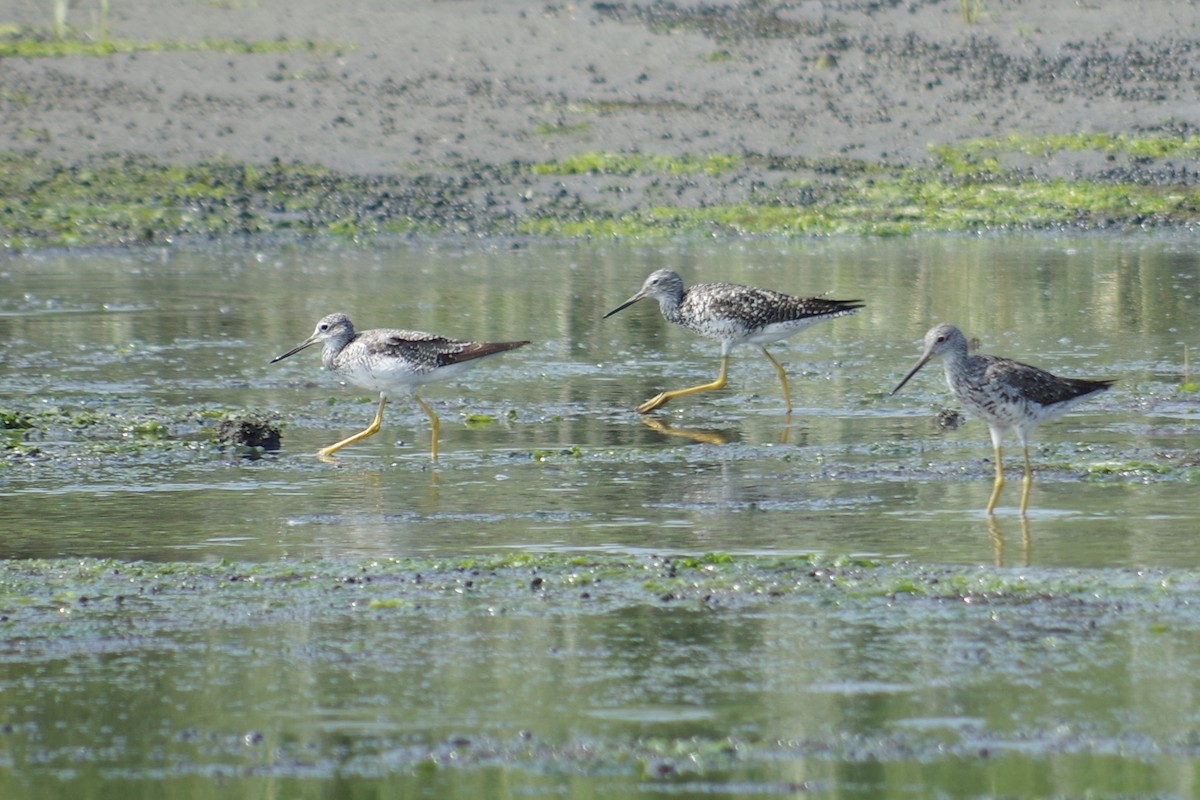 Greater Yellowlegs - ML621944938