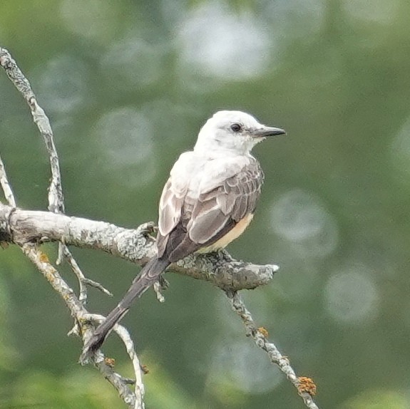 Scissor-tailed Flycatcher - ML621944985