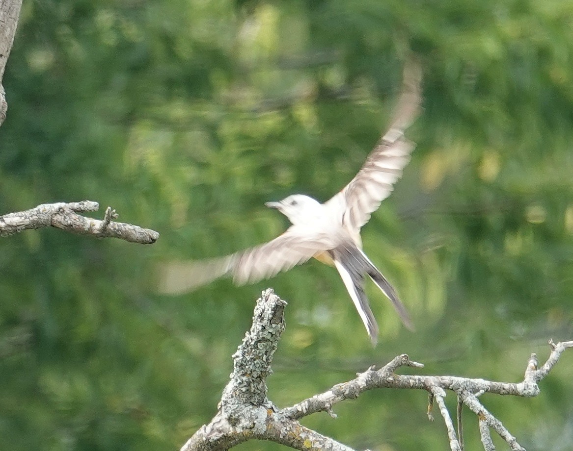 Scissor-tailed Flycatcher - ML621944990