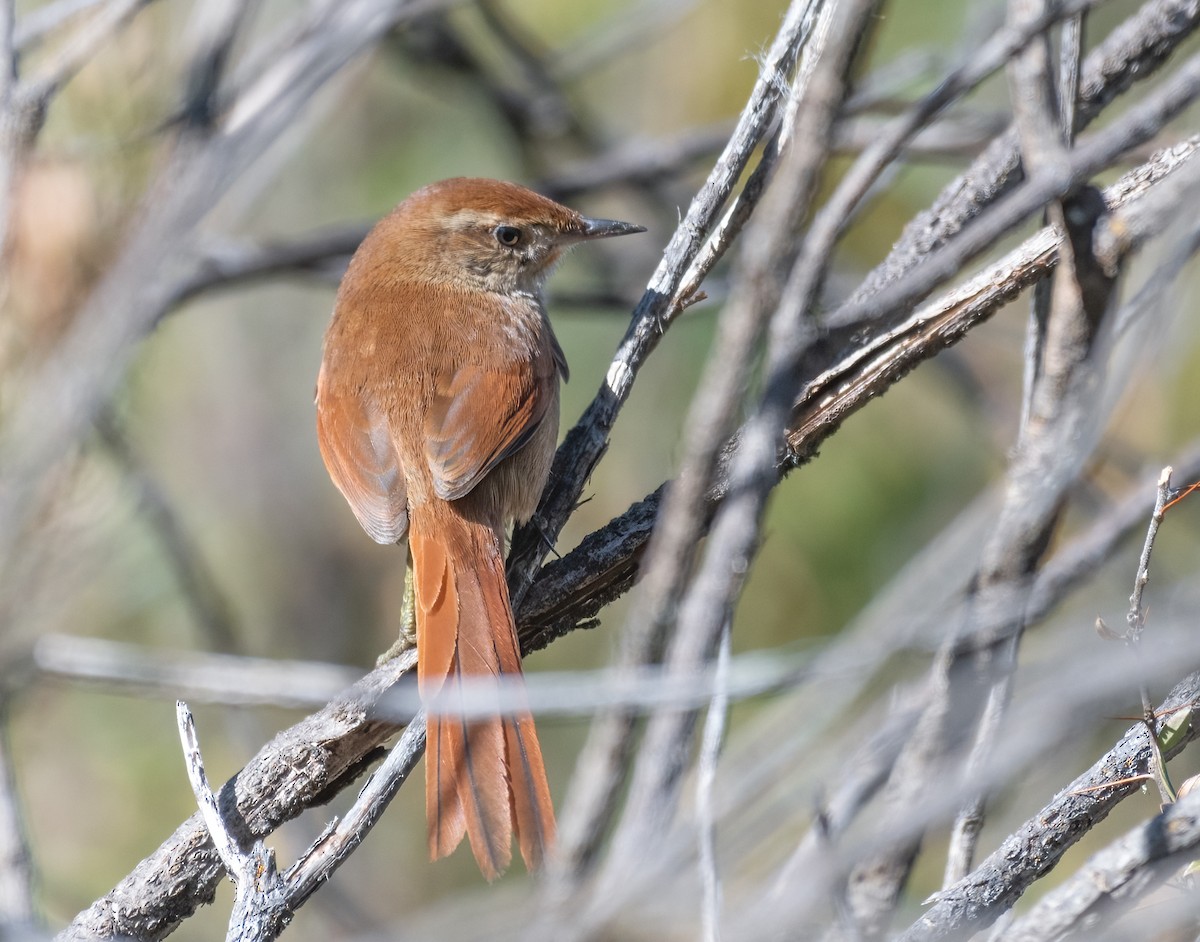 Rusty-fronted Canastero - ML621945005