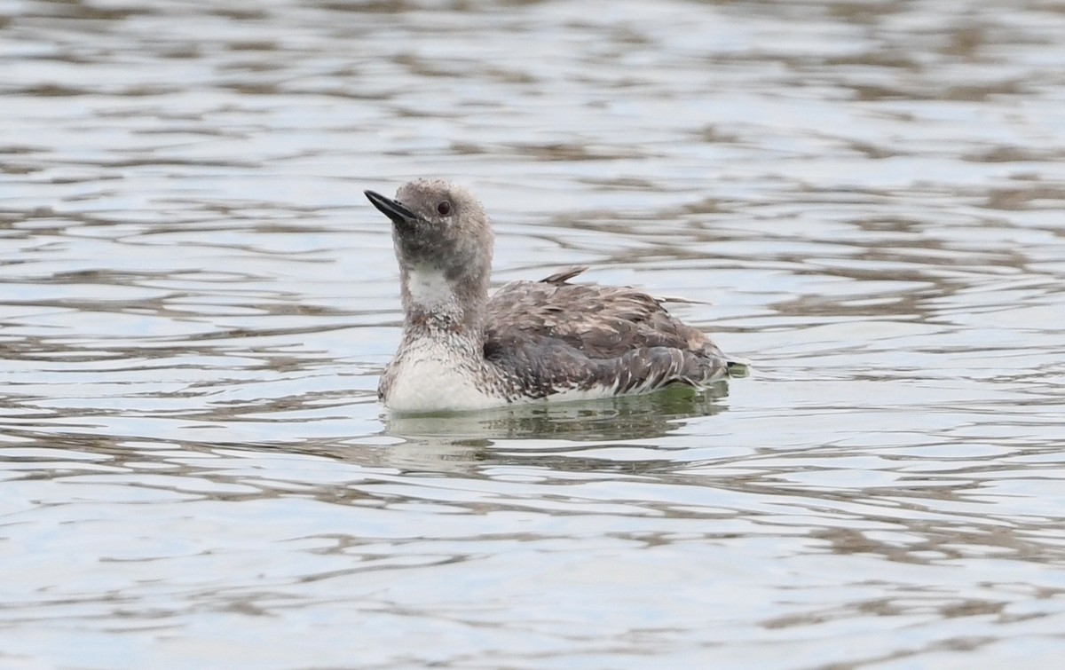 Red-throated Loon - ML621945047