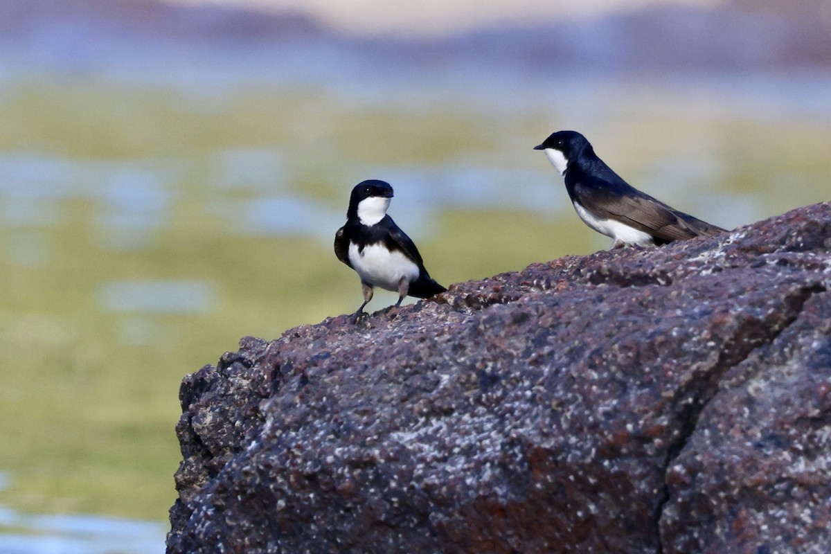 Black-collared Swallow - ML621945070