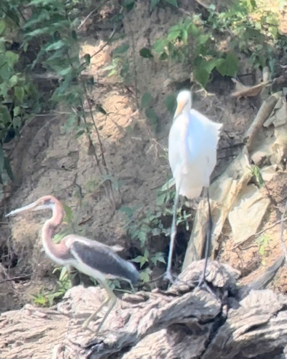 Tricolored Heron - ML621945089