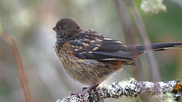 Spotted Towhee - ML621945149