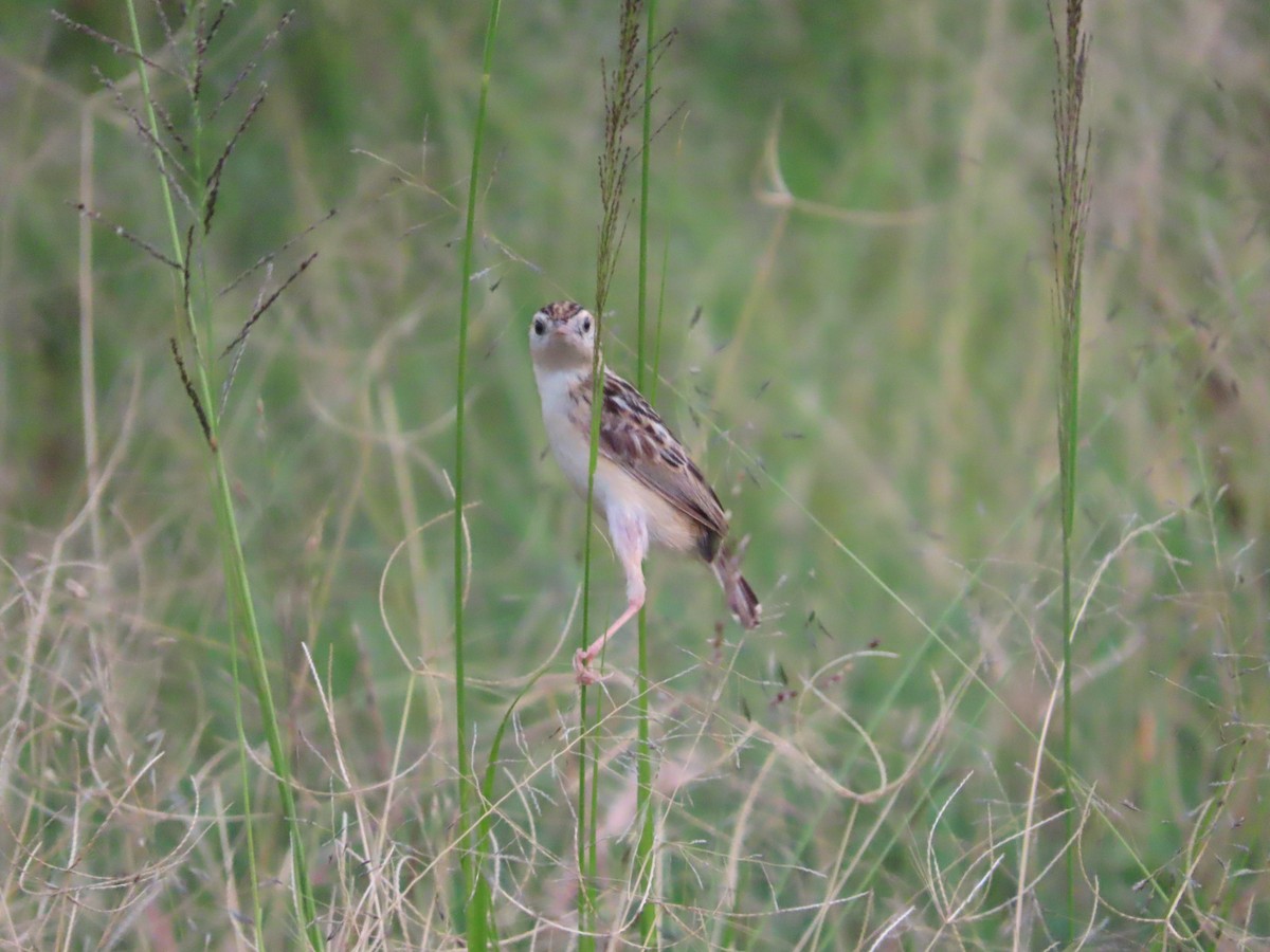 Pectoral-patch Cisticola - ML621945159