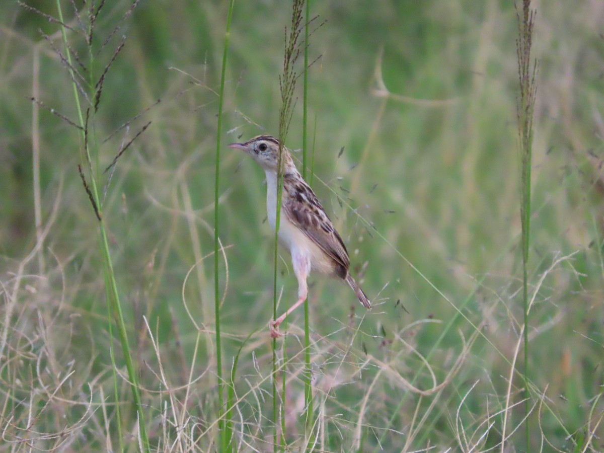 Pectoral-patch Cisticola - ML621945160