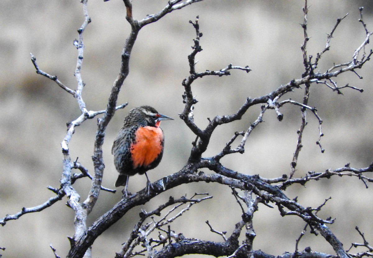 Long-tailed Meadowlark - ML62194531