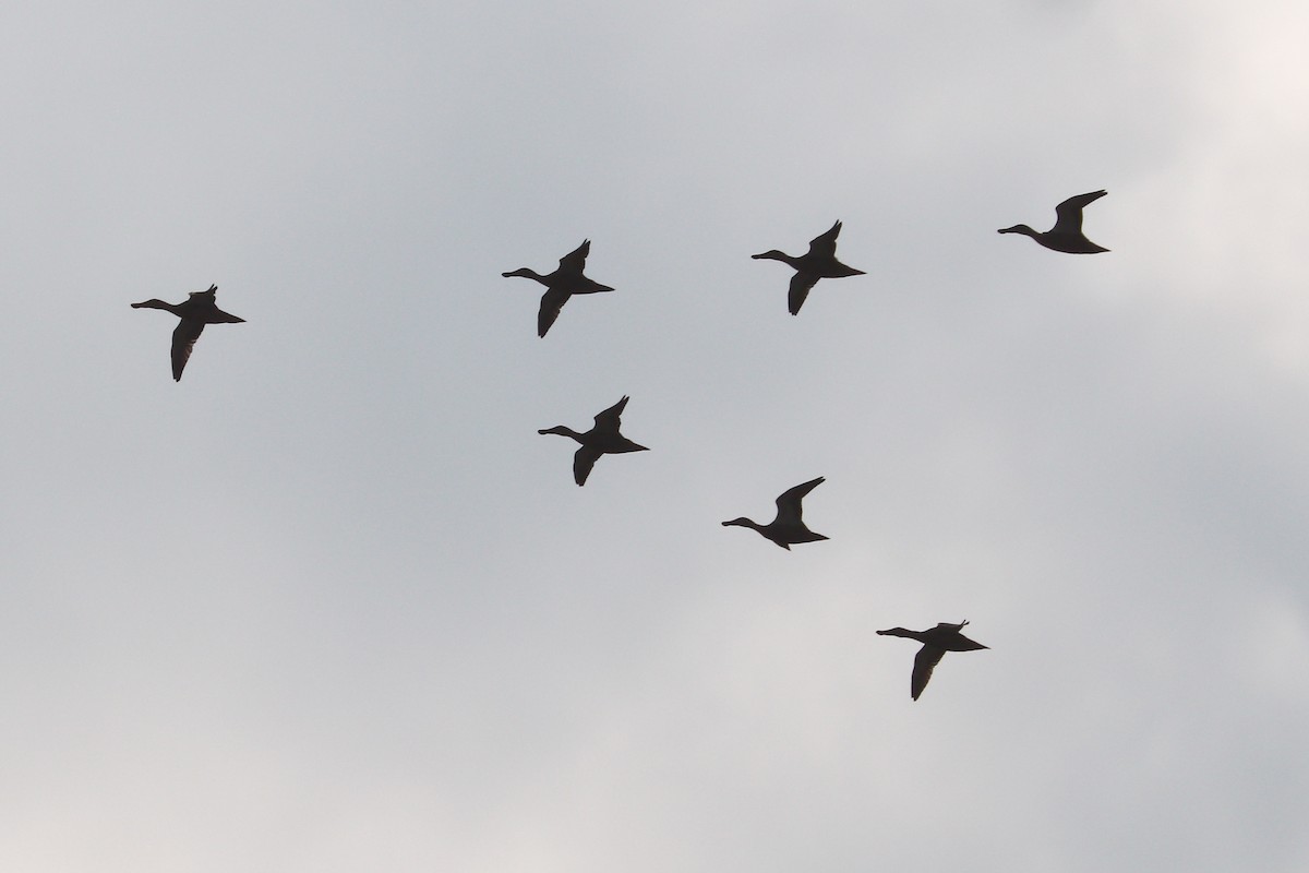 eBird Checklist - 28 Jul 2024 - Snake River Float - 35 species (+1 ...