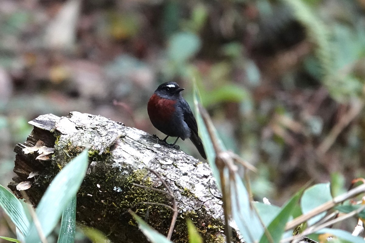 Maroon-belted Chat-Tyrant - ML621945546