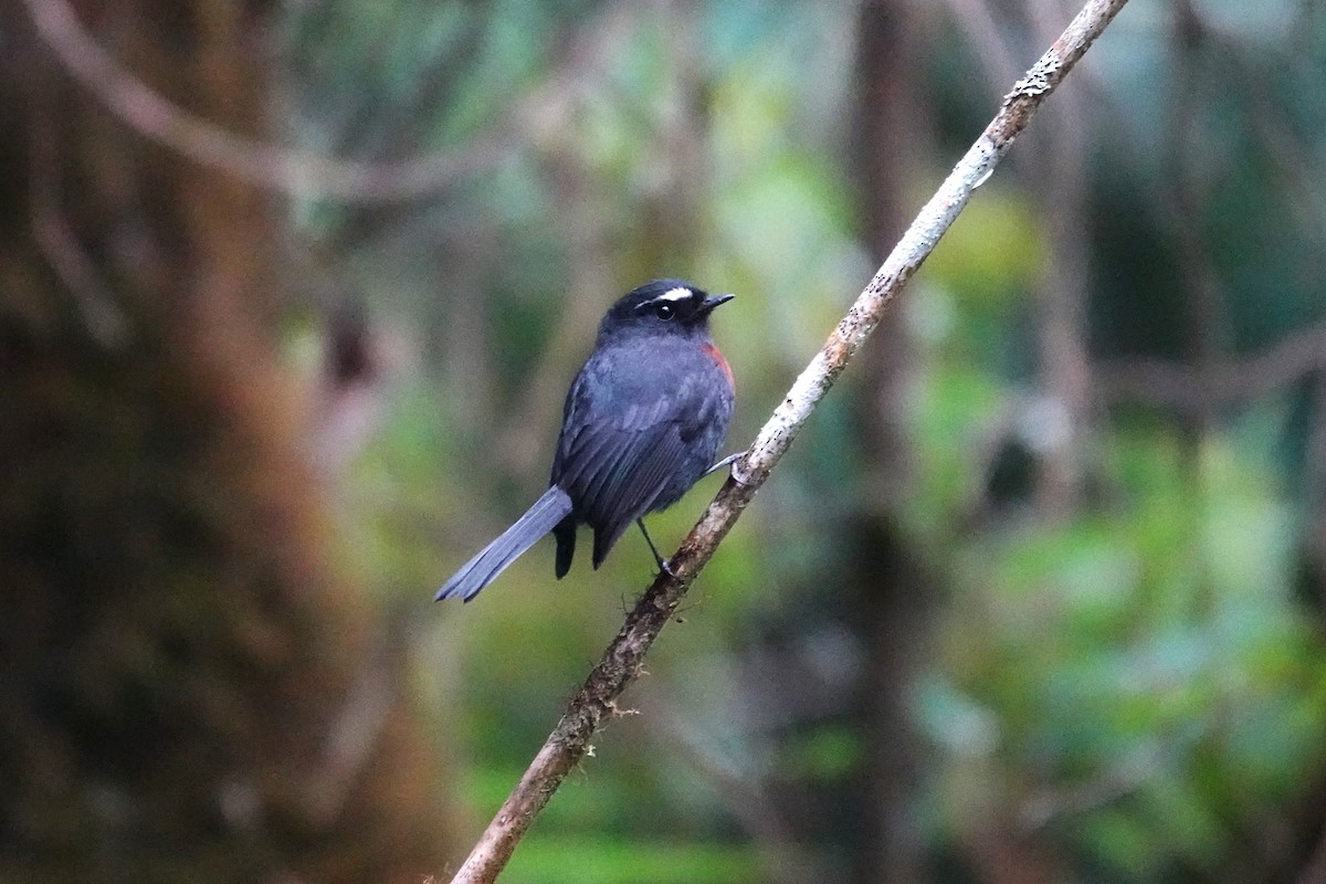 Maroon-belted Chat-Tyrant - ML621945548