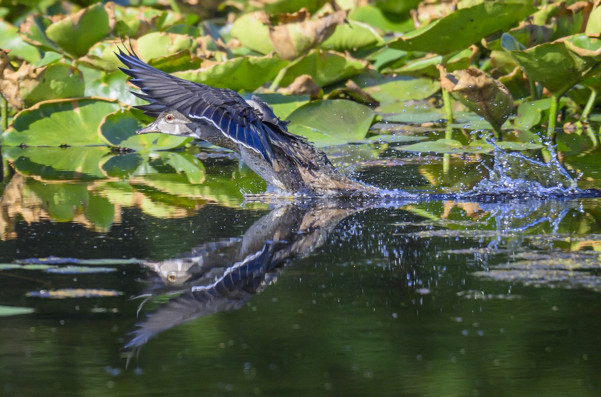 Wood Duck - ML621945754