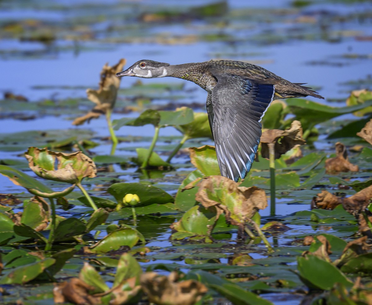 Wood Duck - ML621945755